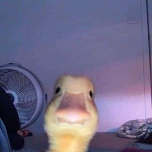 Meet your Posher, Noah